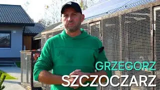 Grzegorz Szczoczarz - PZHGP 0294 Rzeszów / Samica od Medrysy dała nową siłę 🏆🎉👌