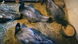 Перегляд. Блакитна мускусна качка, індокачка, шипуни важкої німецької лінії.