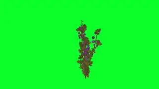 Animação Folhas e Flores Green Screen