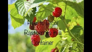Growing Raspberries in a Container