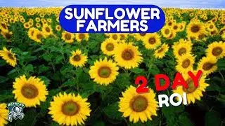 🔥Sunflower Farmers Bot | Free Multiaccount Bot 2022| MetaMask🔥