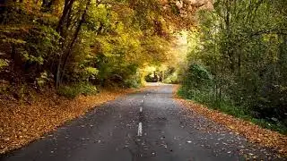 Autumn Stock Video | FREE STOCK VİDEO 4K | NO COPYRİGHT VİDEO | 2021