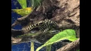 Unboxing Columbian ZEBRA PLECO, RED RAINBOWS and MORE!