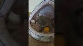 Шотландский вислоухий котёнок