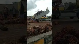 Skill truck truck sawit #trukoleng
