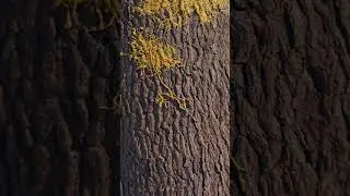 Last Of Us fungus growth - my next project with Blender geometry nodes 