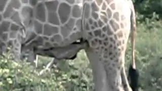 zambezi sun giraffe family