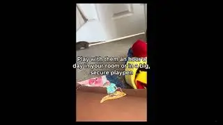 Pet rats care! 🐀 🐀 💕