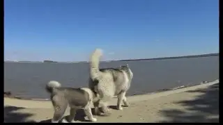 Игры Сибирских хаски на сибирском пляже