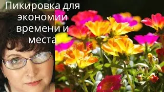 ПИКИРОВКА для экономии времени и места в квартире