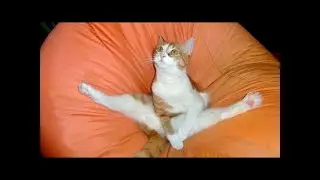 Watching It Again and Again 1000 Times And Still Can't Stop Laughing #17