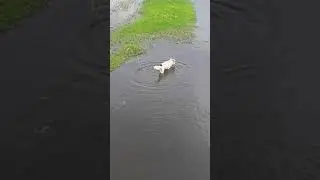 собака после похмелья