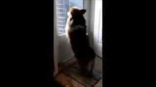 Desperate corgi wants to go outside