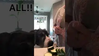 Dog enjoying some Vegetables!  