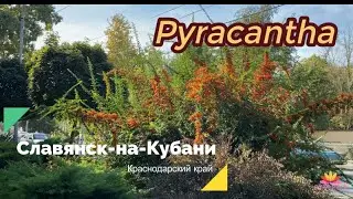 Пираканта. На улицах нашего города / Сад Ворошиловой