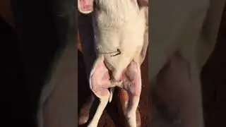 Filhote com fotossensibilidade