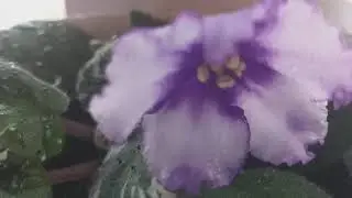 красивые цветы у меня на балконе