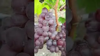 Кишмиш Сказка В.М.Калугина на 22.08.2024
