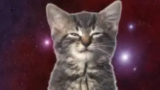 котята близнецы поют про маму