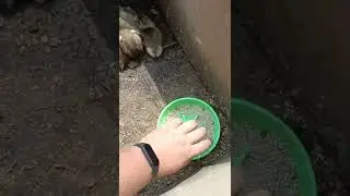 Чем кормить утят с первых дней.