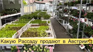 КАКУЮ РАССАДУ 🌺🥒🌶️🥬ПРОДАЮТ В АВСТРИИ👩‍🌾🍅🍉