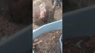 Turkey ask for help