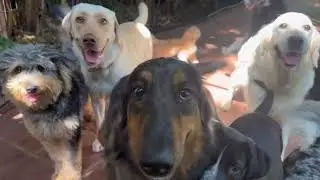 Balanced Obedience Dog and Puppy training specializes in Service Dogs and Puppies.  Online and Oahu