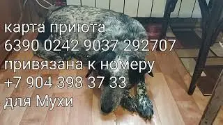 Муха-эпилепсик: причины болезни
