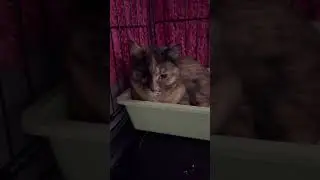 Кошку инвалида вернули обратно