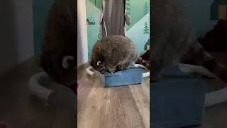 Как живет енот Тема