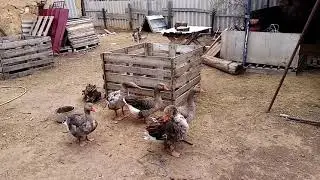 Как определить пол гусей по внешним признакам. Гуси порода крупная серая