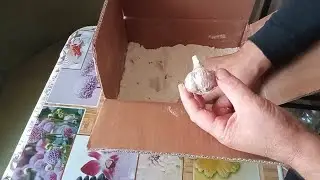 How long can garlic be stored? The best way to store garlic.