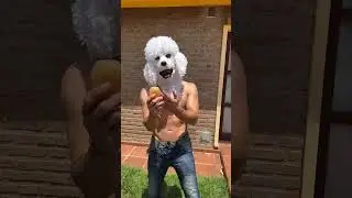 PERRO PELIGROSO 