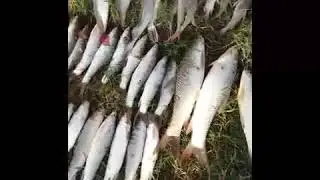Bass Fishing CRYSTAL CLEAR Water