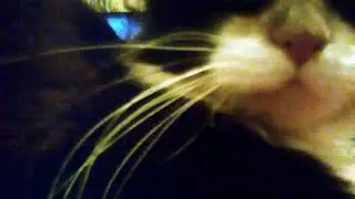 Моя кошка