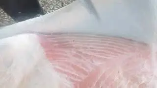 küçük baş deri yüzmek 😳