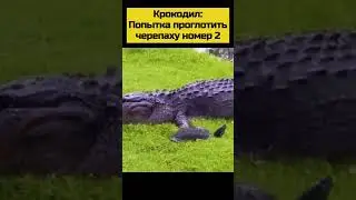 #animal #nature #animals #shortsvideo #wildlife #шортс #шортс2023