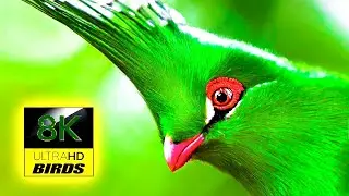 Colorful Birds & Colorful Fish Videos HD & 4K | Colorful and Beautiful Birds & Fish