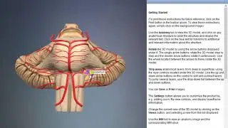 Labyrinthine artery (Syn. internal auditory artery) | Arteries of head and neck | 3D Human Anatomy