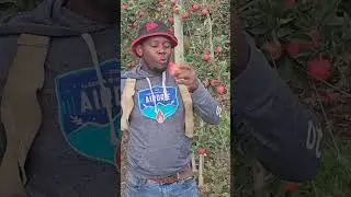 How much #apple can you eat #shorts #short #fruits #food