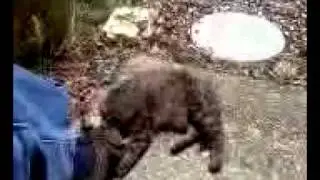 kitty with a foot fetish...