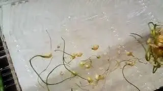 РАЗМНОЖЕНИЕ ЛУКА ПОРЕЯ