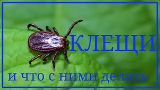 Клещи и что с ними делать