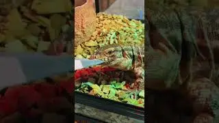 Куда Жижа надела бы носок? 