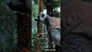 Lemur snack