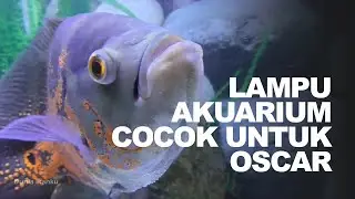 Lampu Akuarium Terbaik Ikan Oscar  Warna Maksimal
