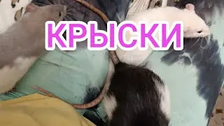 КРЫСКИ: Мальчики и девочки.