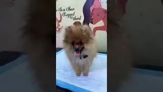 😍🥰 #toypom #pets #dog #trending #trendingshorts #viral #video #love #viralvideo #viralshorts #life