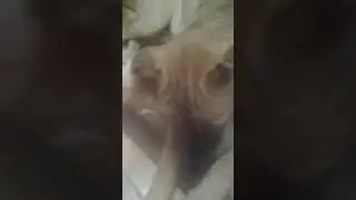 Поздравляю с новым годом 2018