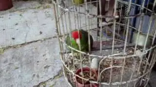 cotorra y el perro chihuahua